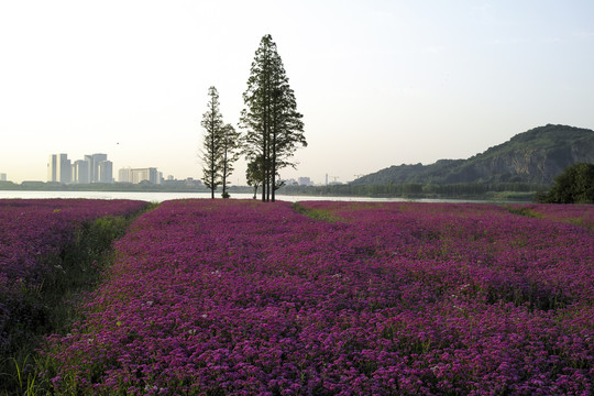 花草树木