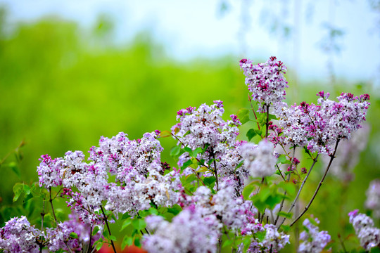 丁香花