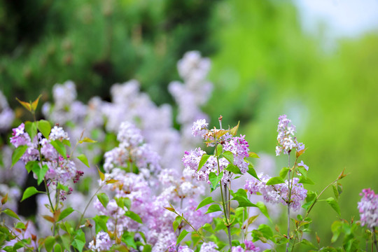 丁香花