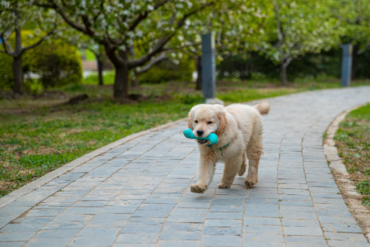 宠物金毛犬