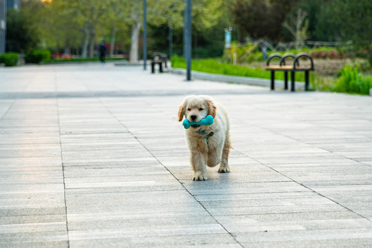 宠物金毛犬