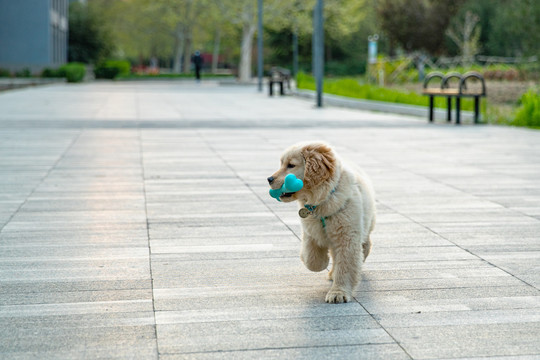 宠物金毛犬