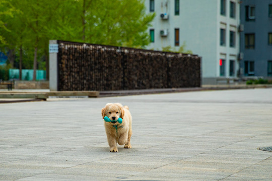 宠物金毛犬