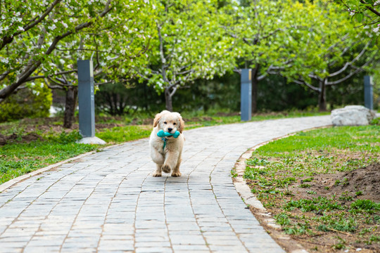 宠物金毛犬