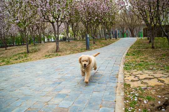 宠物金毛犬