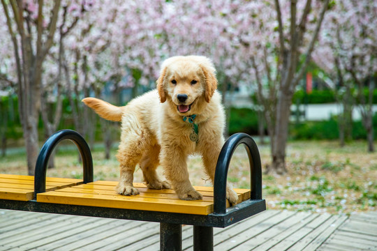 宠物金毛犬