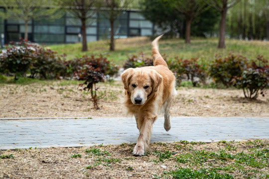 宠物金毛犬