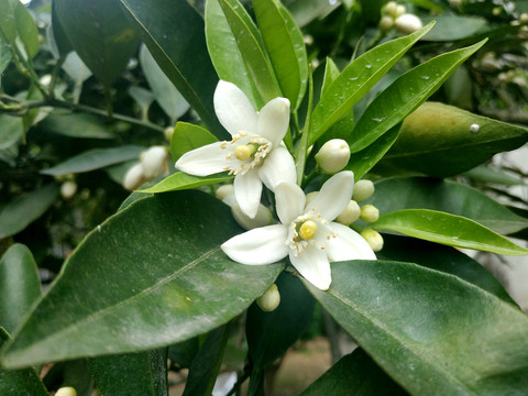 脐澄开花白色花朵