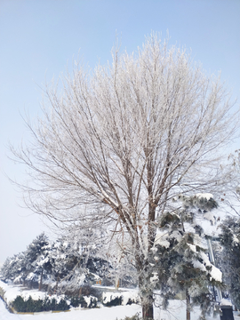 冬日里的树