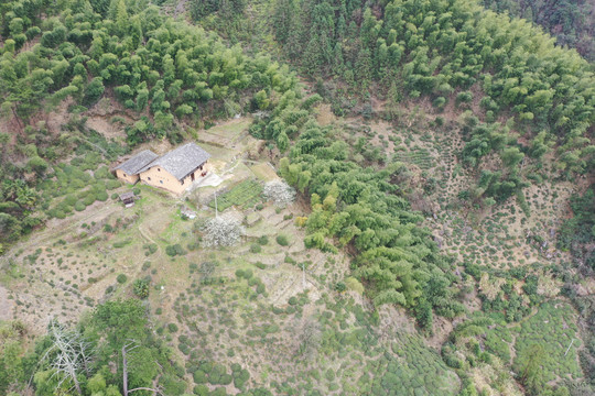 高山茶田农家