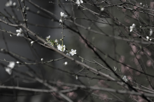 水墨樱花