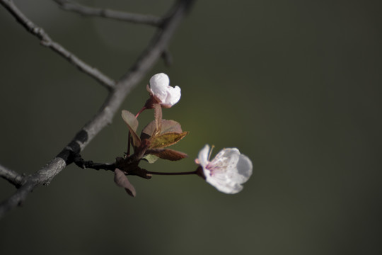 水墨樱花