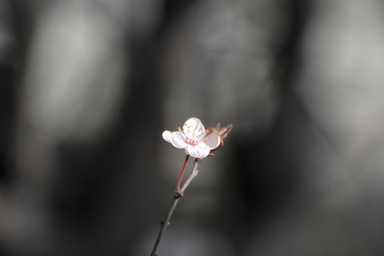 水墨樱花