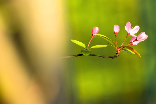 樱花