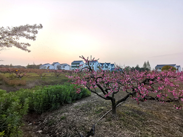 桃源人家乡村黄昏美景