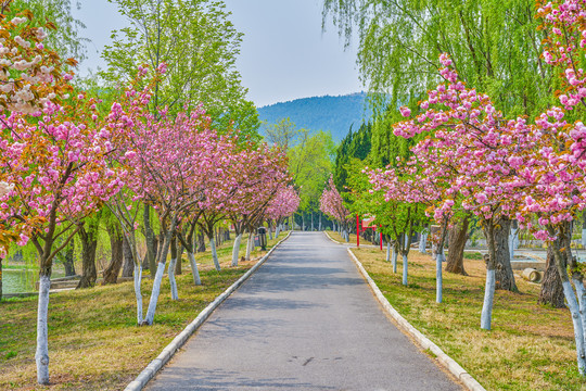 樱花路