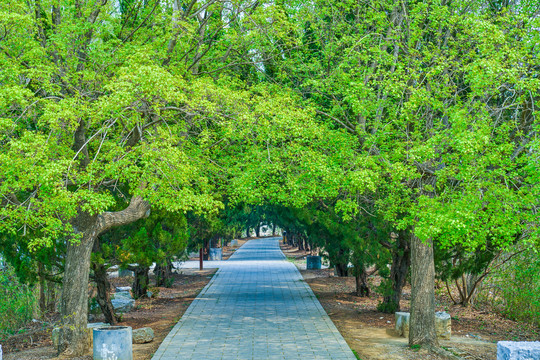 树林隧道