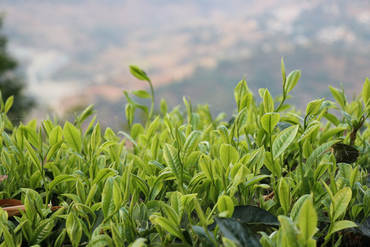 春茶萌发明前茶萌发