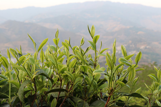 春天的茶园茶萌发