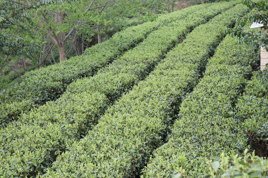 春天成片的茶叶萌发