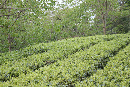 春天成片的茶叶萌发