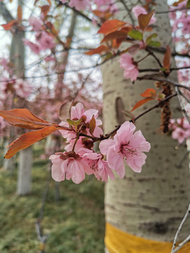 花