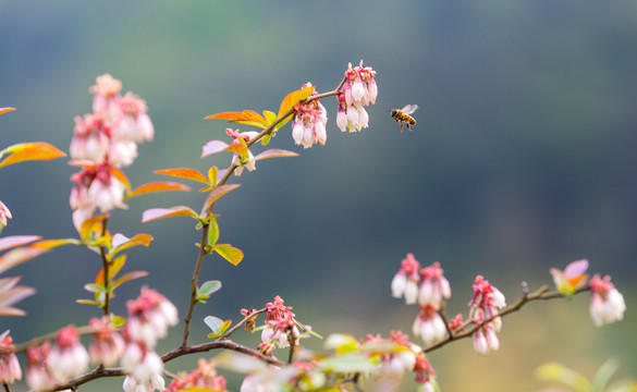 蓝莓花