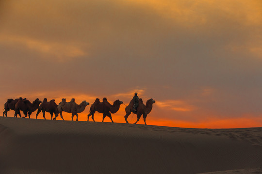 沙漠驼队2