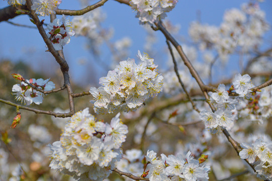 樱桃花