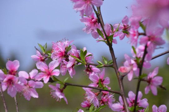 桃花