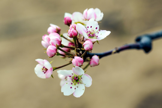 粉白色梨花