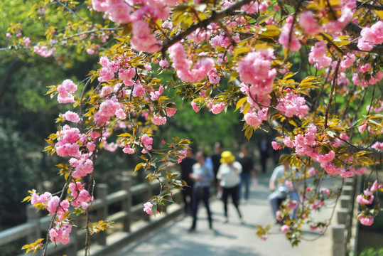 太湖樱花谷