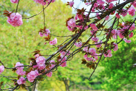 太湖樱花谷