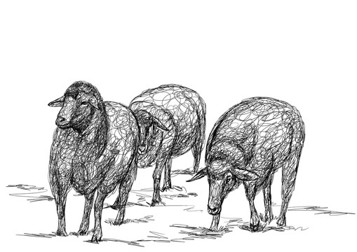 羊手绘矢量图