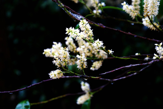 山矾花