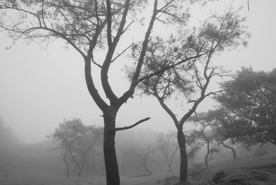 树木雨雾黑白照