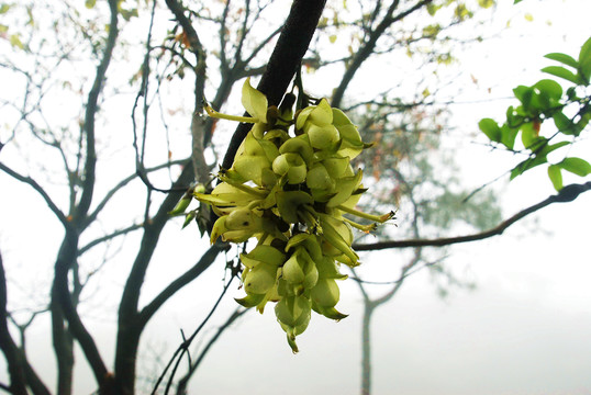 禾雀花