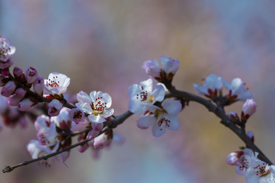 桃花