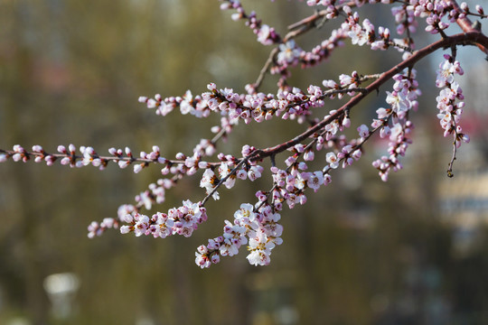 桃花