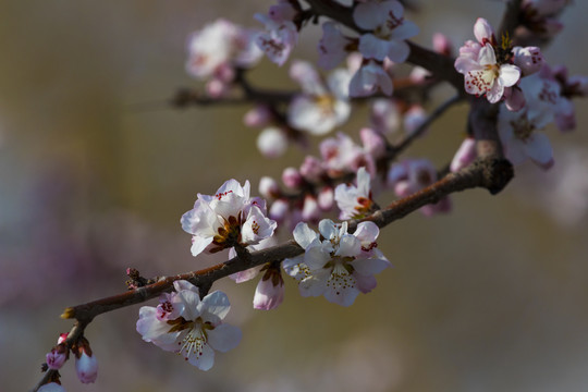 桃花