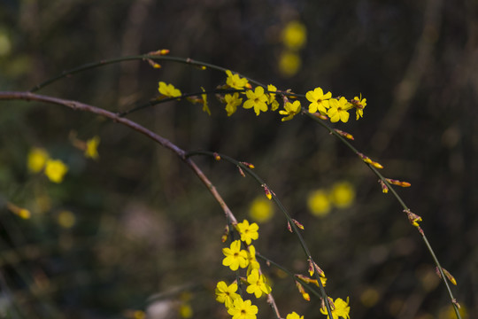 迎春花