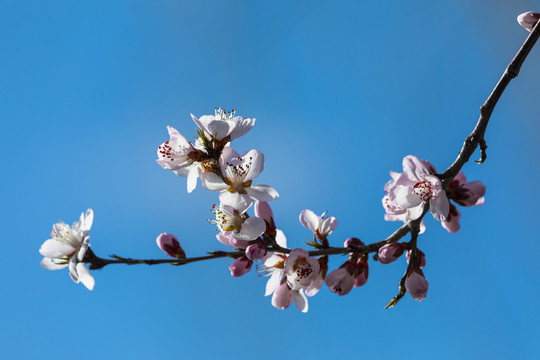 桃花