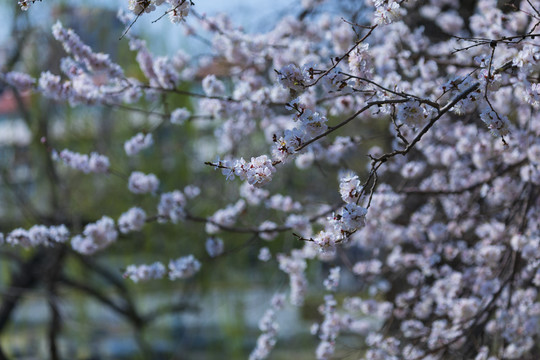 桃花