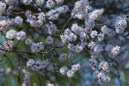 桃花