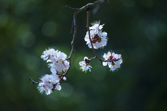 桃花