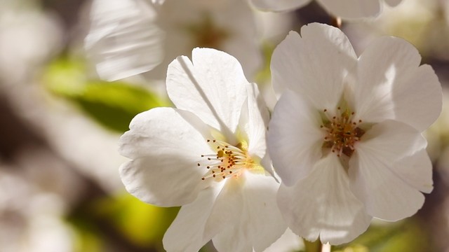 風(fēng)中的花朵視頻