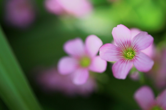 红花酢浆草花