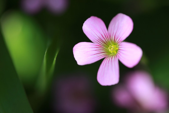 红花酢浆草花