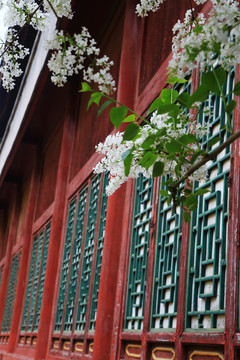 古建筑丁香花