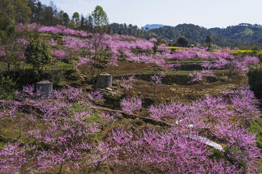 桃花山